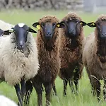 De La Pouciniere Saint-Sauves- dʼAuvergne