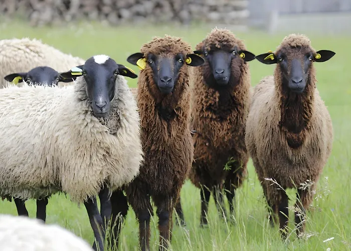 De La Pouciniere Saint-Sauves-d'Auvergne